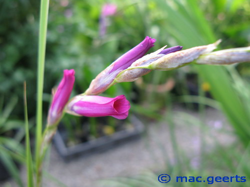 Dierama jucundum